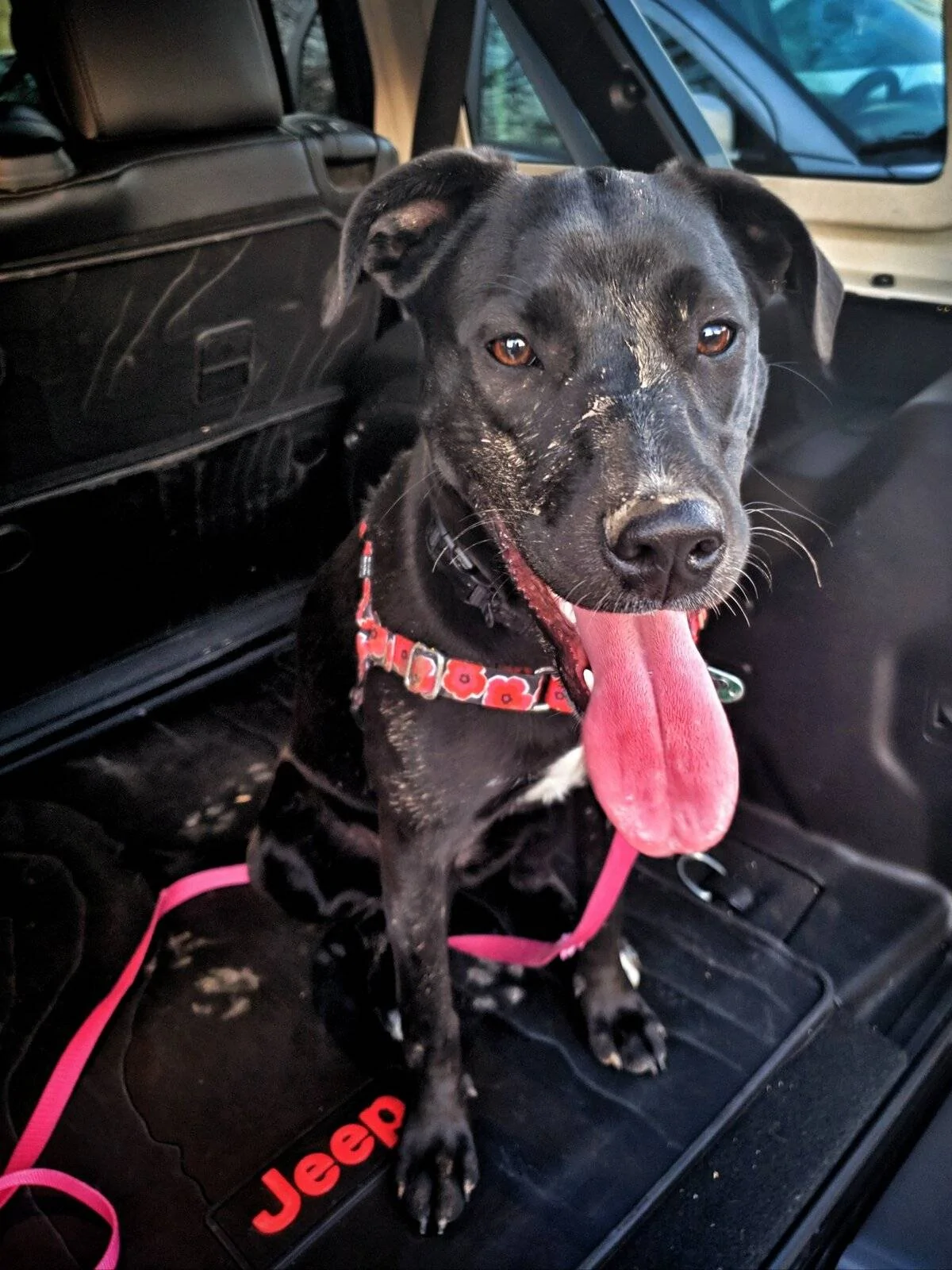 Jeep Wrangler JL Jeep Dog pics 20210712_204722