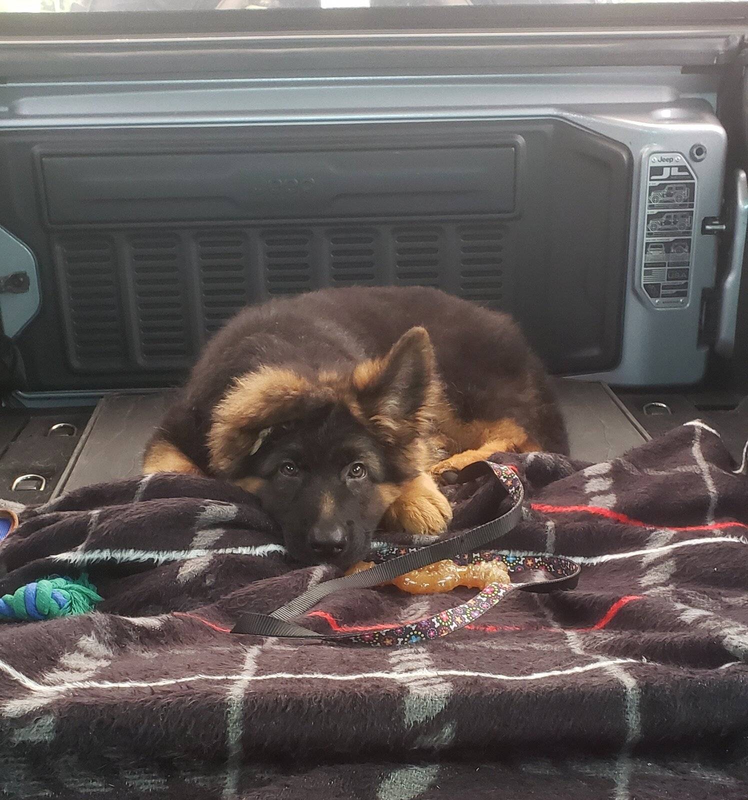Jeep Wrangler JL Jeep Dog pics Ches 7-18-21