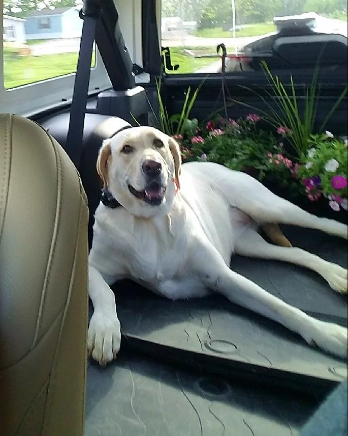 Jeep Wrangler JL Fellow Dog Lovers 20180521_103709
