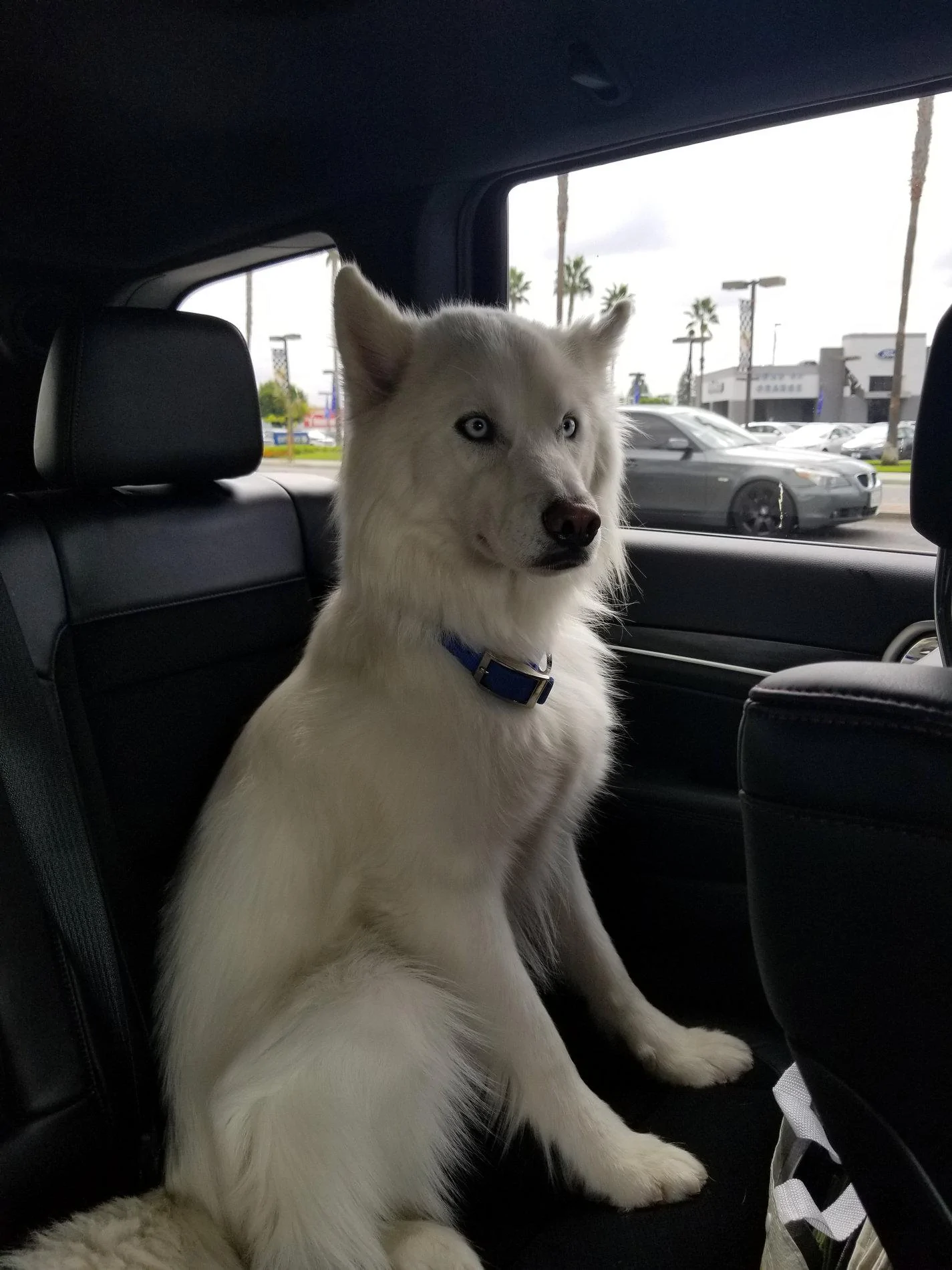 Jeep Wrangler JL Fellow Dog Lovers 20170916_102832