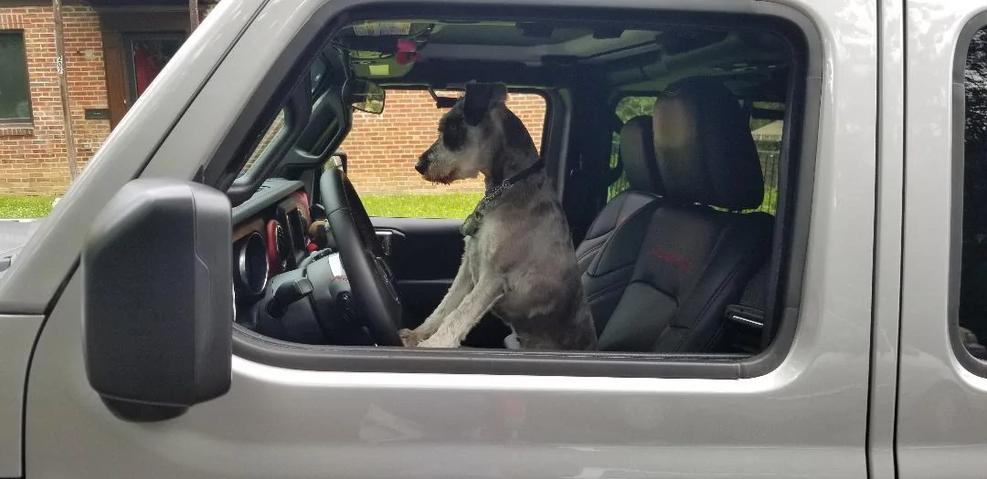 Jeep Wrangler JL Fellow Dog Lovers Mydog Jeep 8