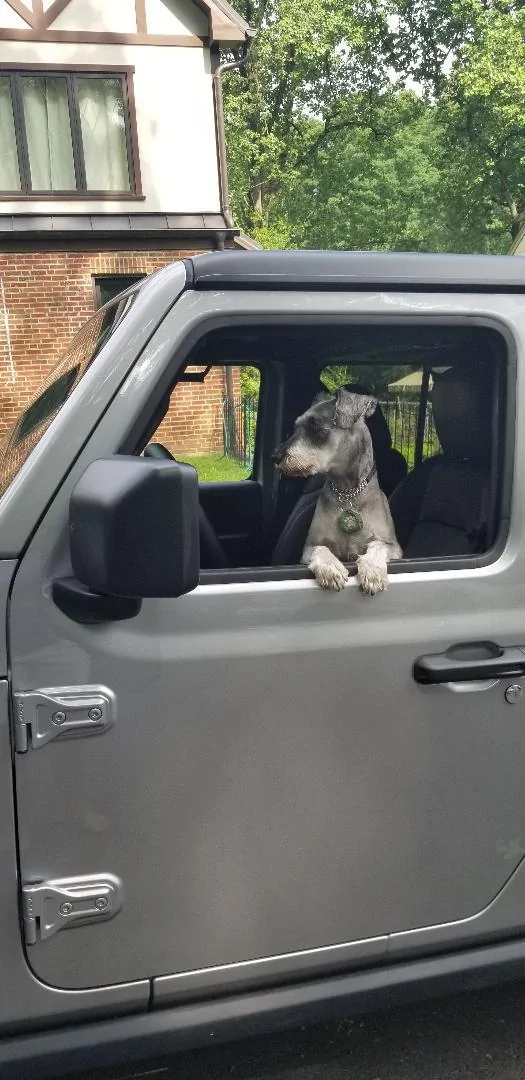 Jeep Wrangler JL Fellow Dog Lovers Mydog Jeep 1