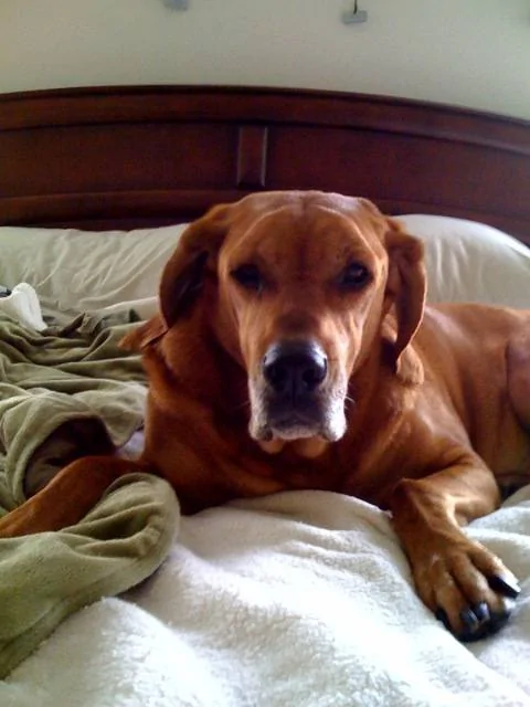 Jeep Wrangler JL Jeep Dog pics photo (2)