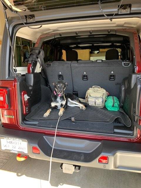 Jeep Wrangler JL Jeep Dog pics 67BE1C07-6349-4418-A825-5F4565B95E20