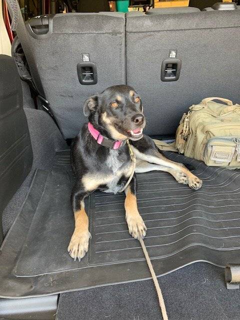 Jeep Wrangler JL Jeep Dog pics DFA6A79A-E8C0-4943-AA14-C8FD4BCAAFB3
