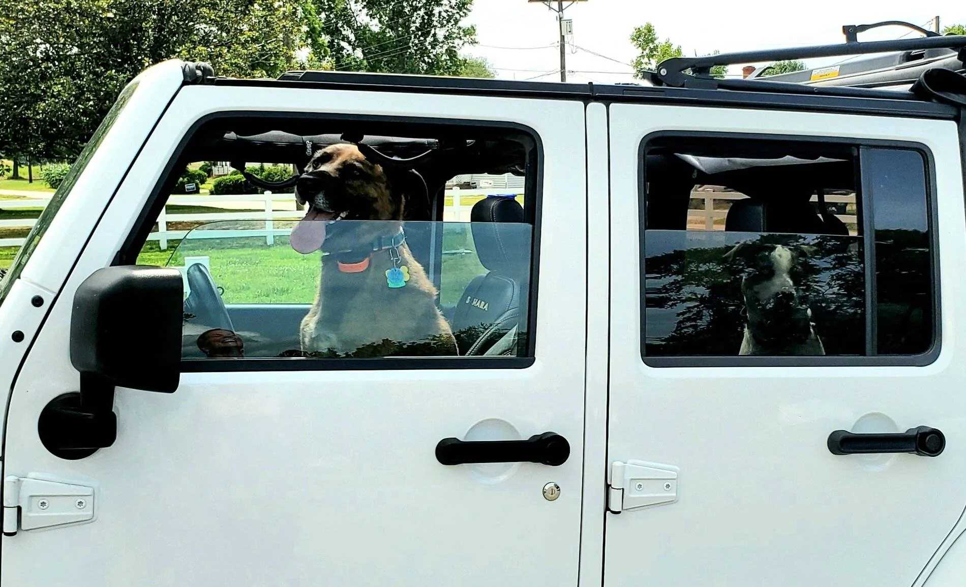 Jeep Wrangler JL Jeep Dog pics 20210625_150718