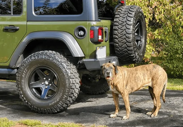 Jeep Wrangler JL Jeep Dog pics 1632858463048