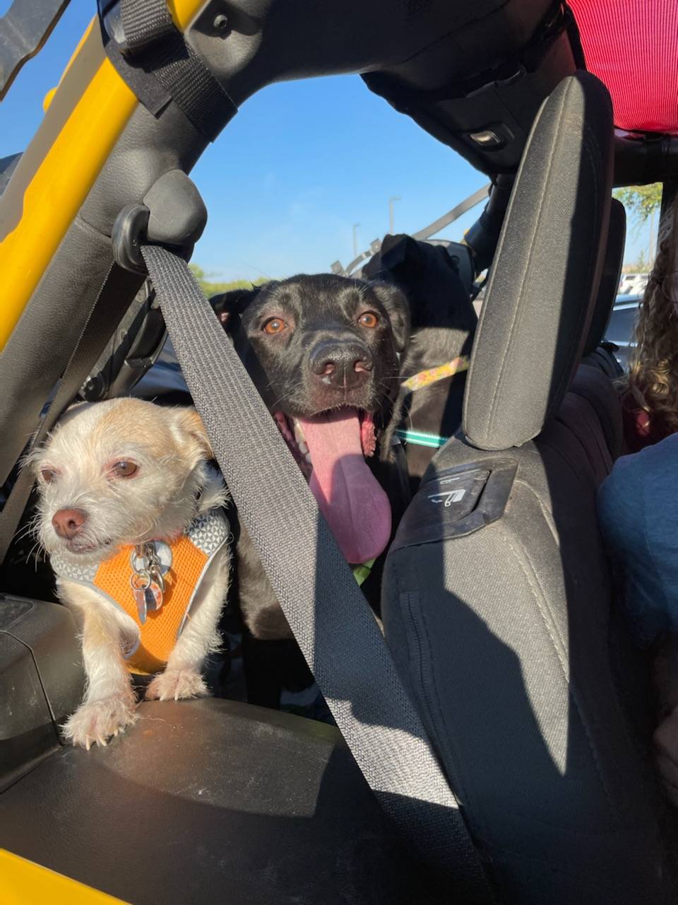 Jeep Wrangler JL Jeep Dog pics 4295
