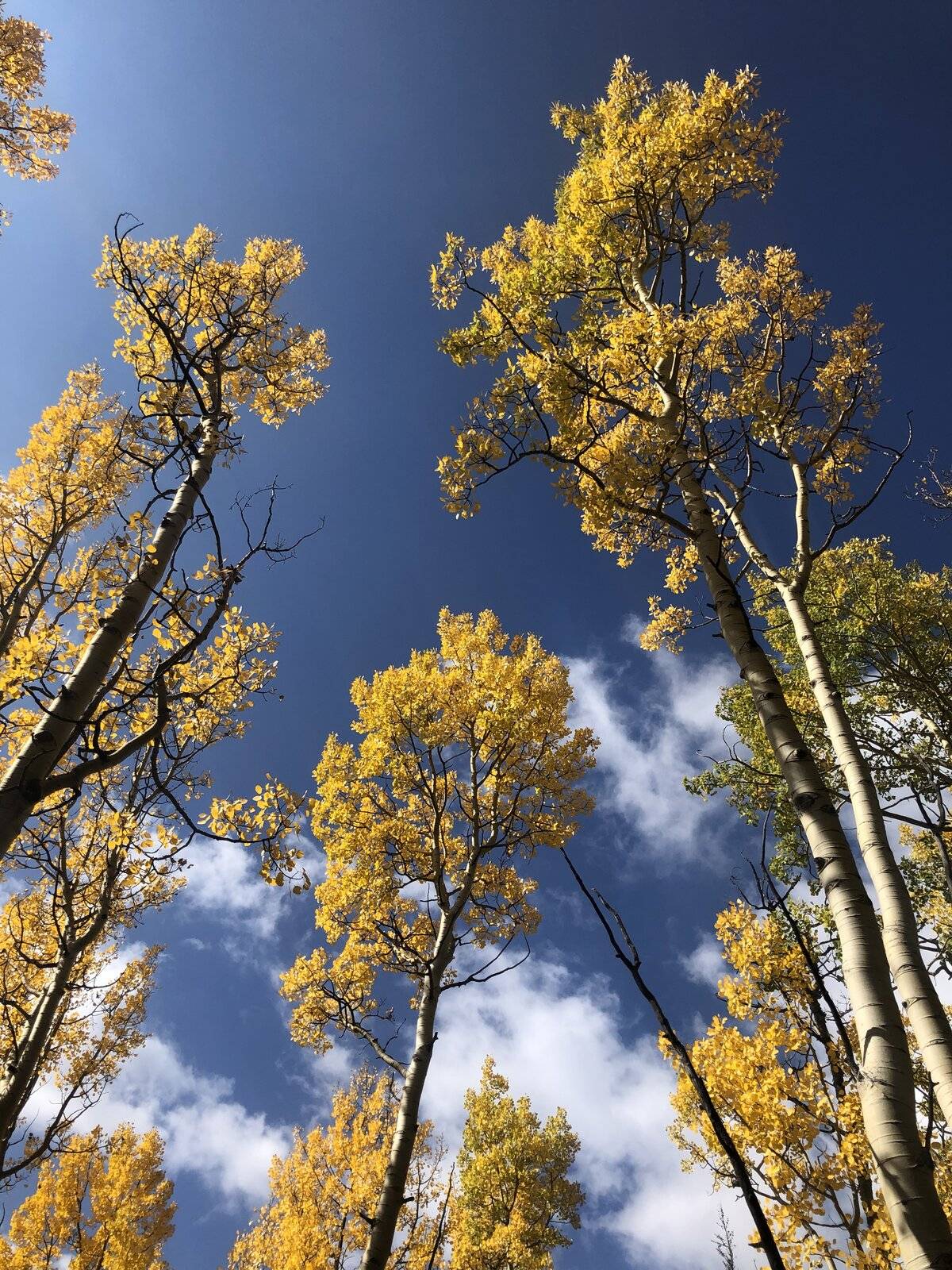 Jeep Wrangler JL Colorado Fall Colors, What Trails? 10A6DFB3-B048-4508-8F97-7A4C35E160FD