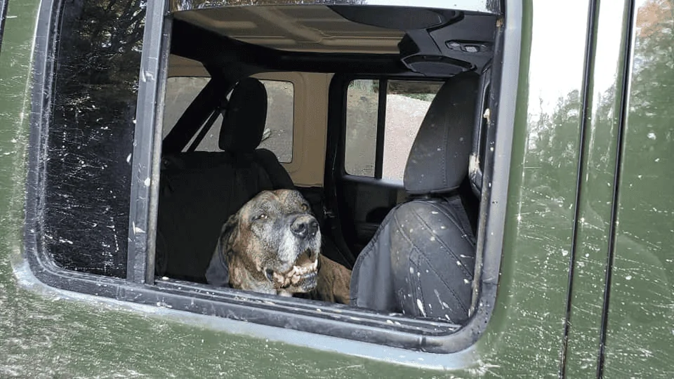 Jeep Wrangler JL Jeep Dog pics 1633402333661