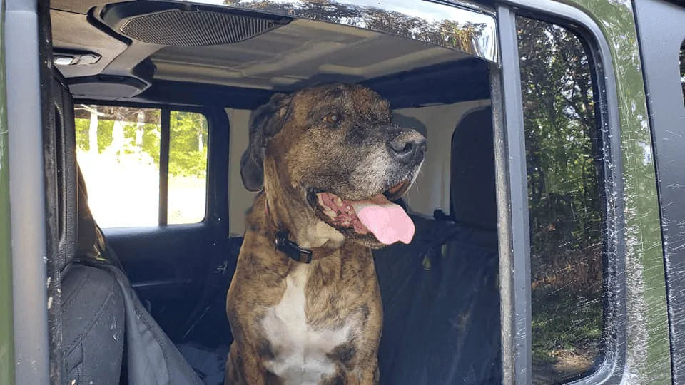 Jeep Wrangler JL Jeep Dog pics 1633402353012