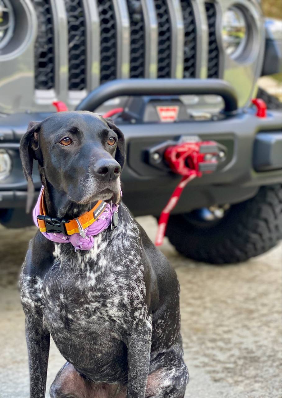 Jeep Wrangler JL Jeep Dog pics IMG_0224