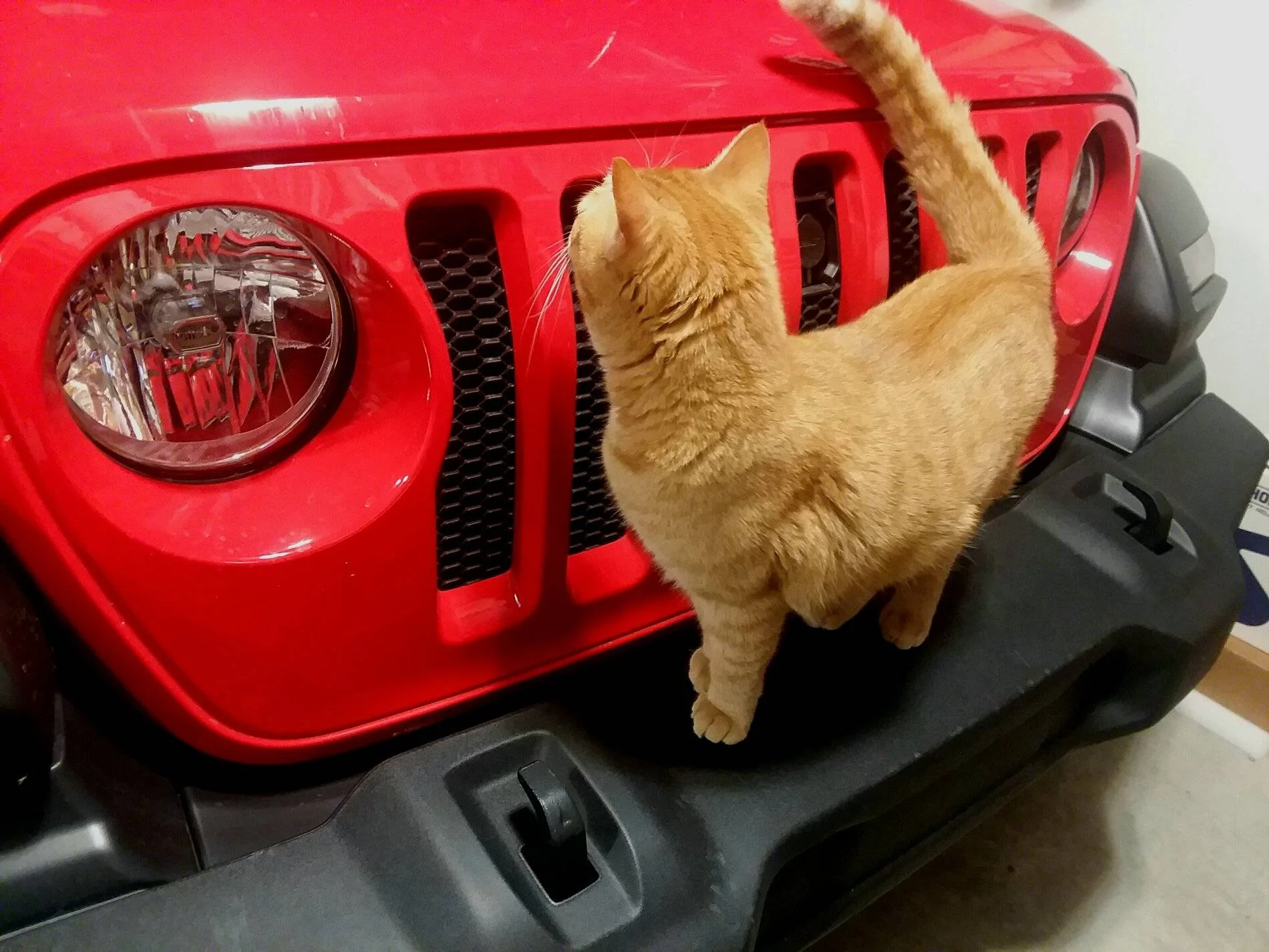 Jeep Wrangler JL Dealership fun ;) Cat