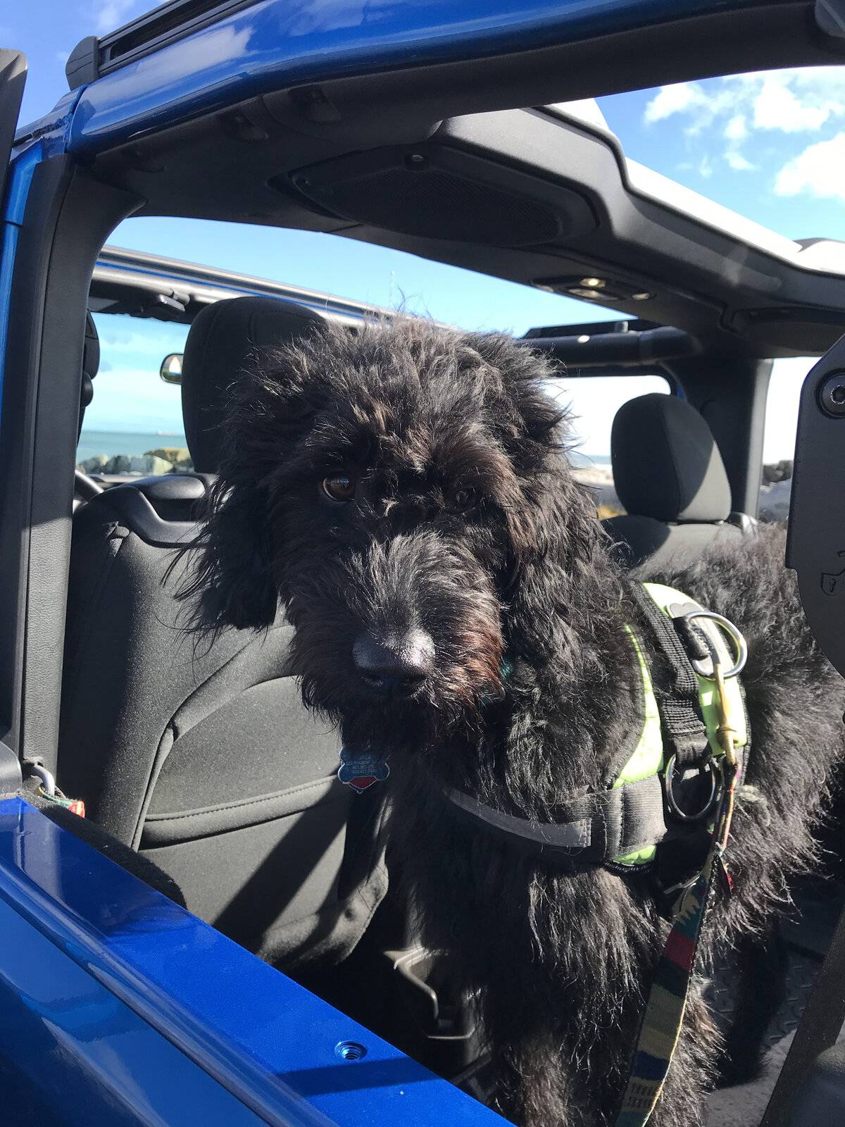 Jeep Wrangler JL Jeep Dog pics IMG_3215