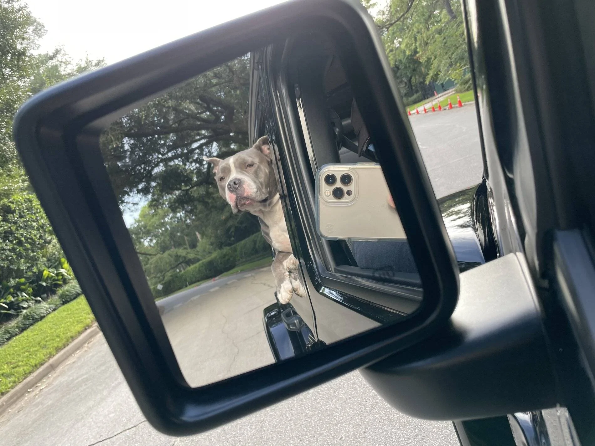 Jeep Wrangler JL Jeep Dog pics 79D6B03B-6560-479F-BBB0-DBC383E7BDC9