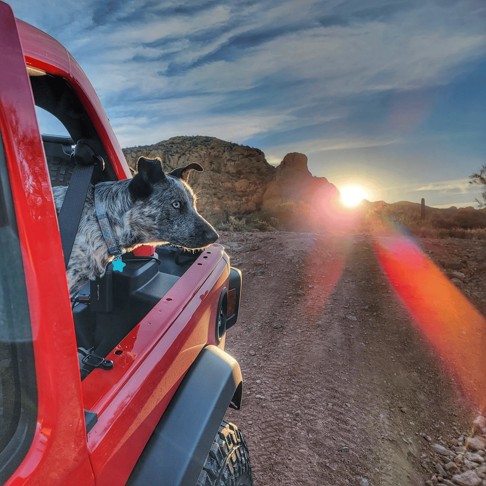 Jeep Wrangler JL Jeep Dog pics 1637249713930