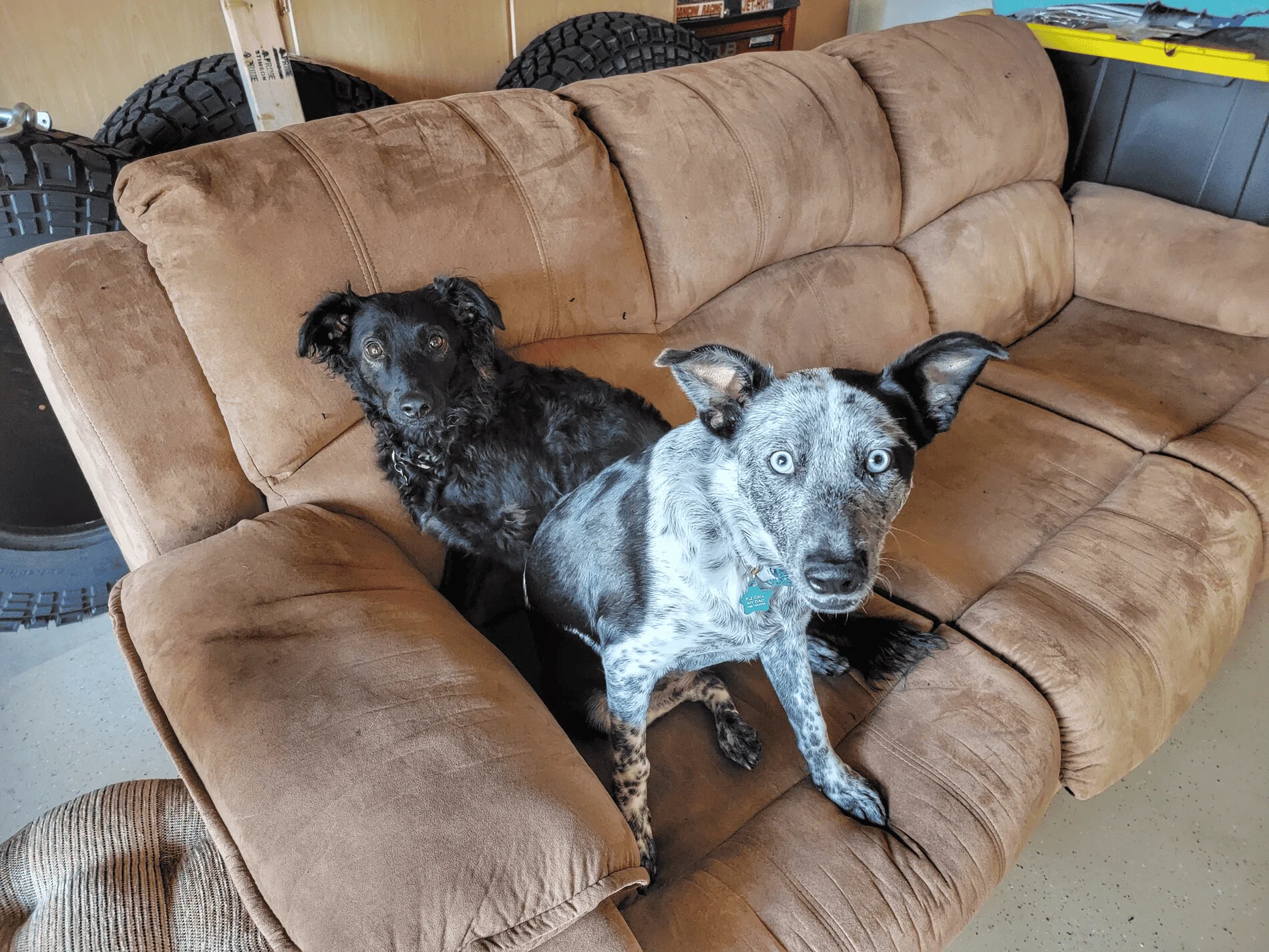 Jeep Wrangler JL Jeep Dog pics 1637249781886