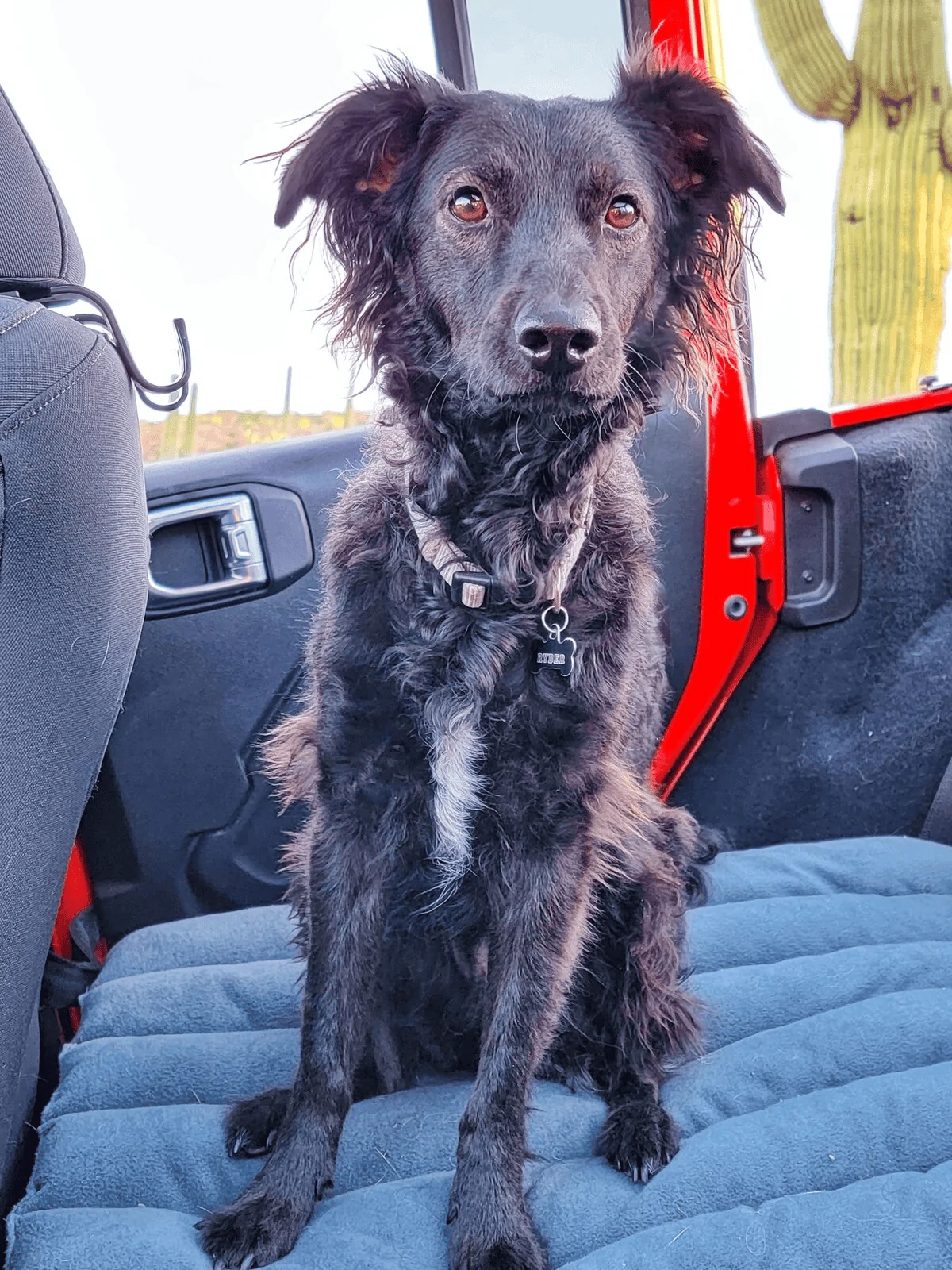 Jeep Wrangler JL Jeep Dog pics 1637250043606