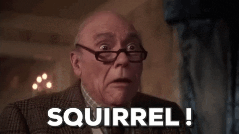 Jeep Wrangler JL wth, I hate squirrels.. giphy