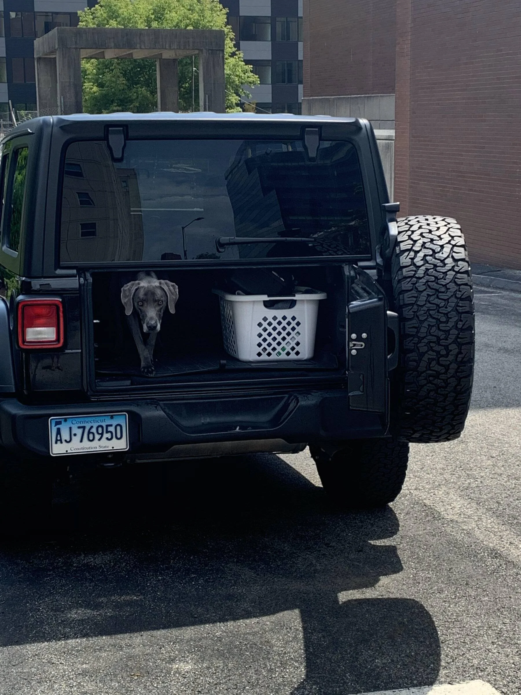 Jeep Wrangler JL Jeep Dog pics unnamed