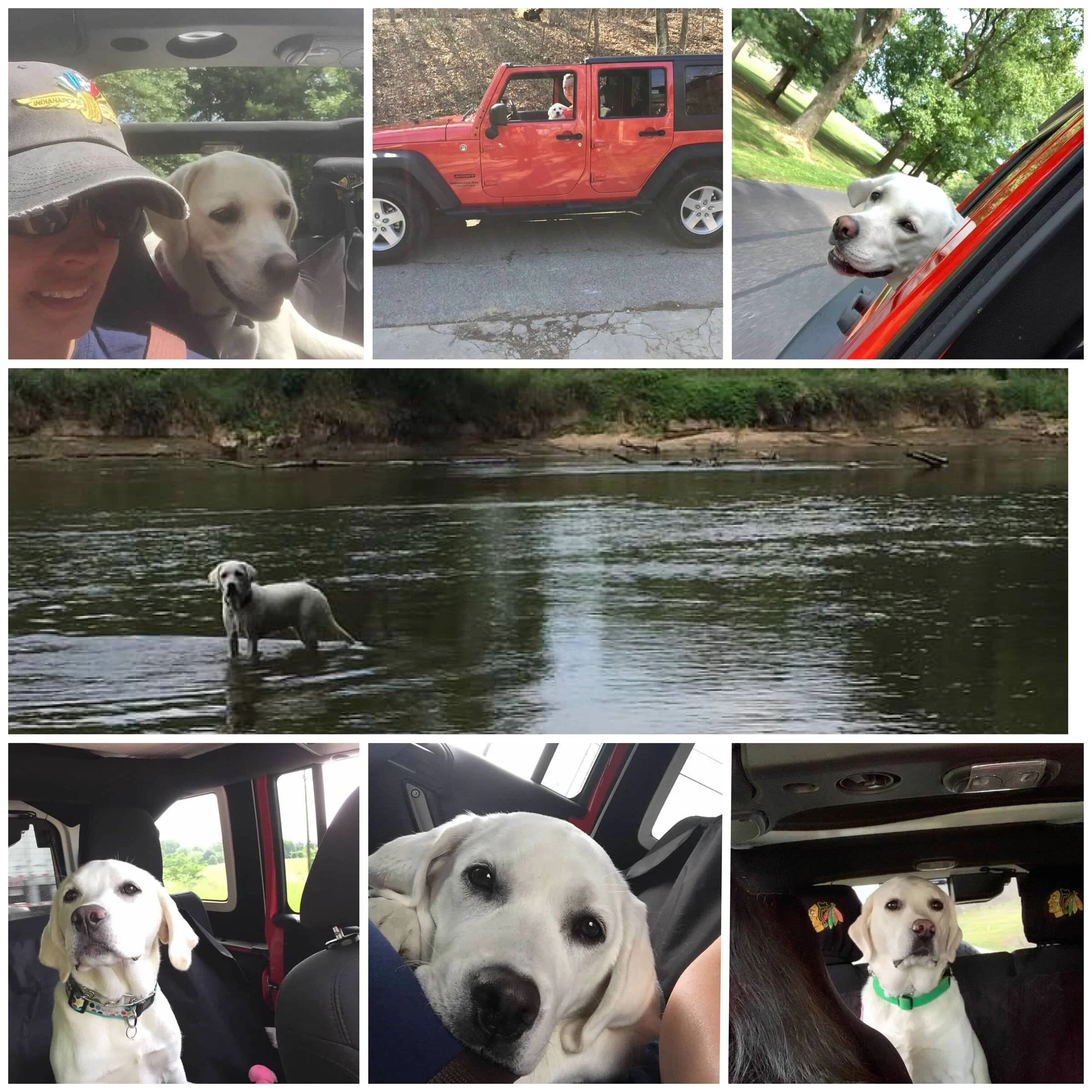 Jeep Wrangler JL Jeep Dog pics A22F76C2-1A3A-43B6-8D69-69D0773F6C8B