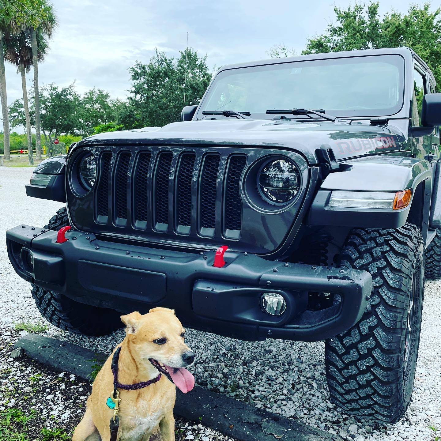Jeep Wrangler JL Jeep Dog pics E67A7EFA-7C91-420B-A877-040E09DC8458