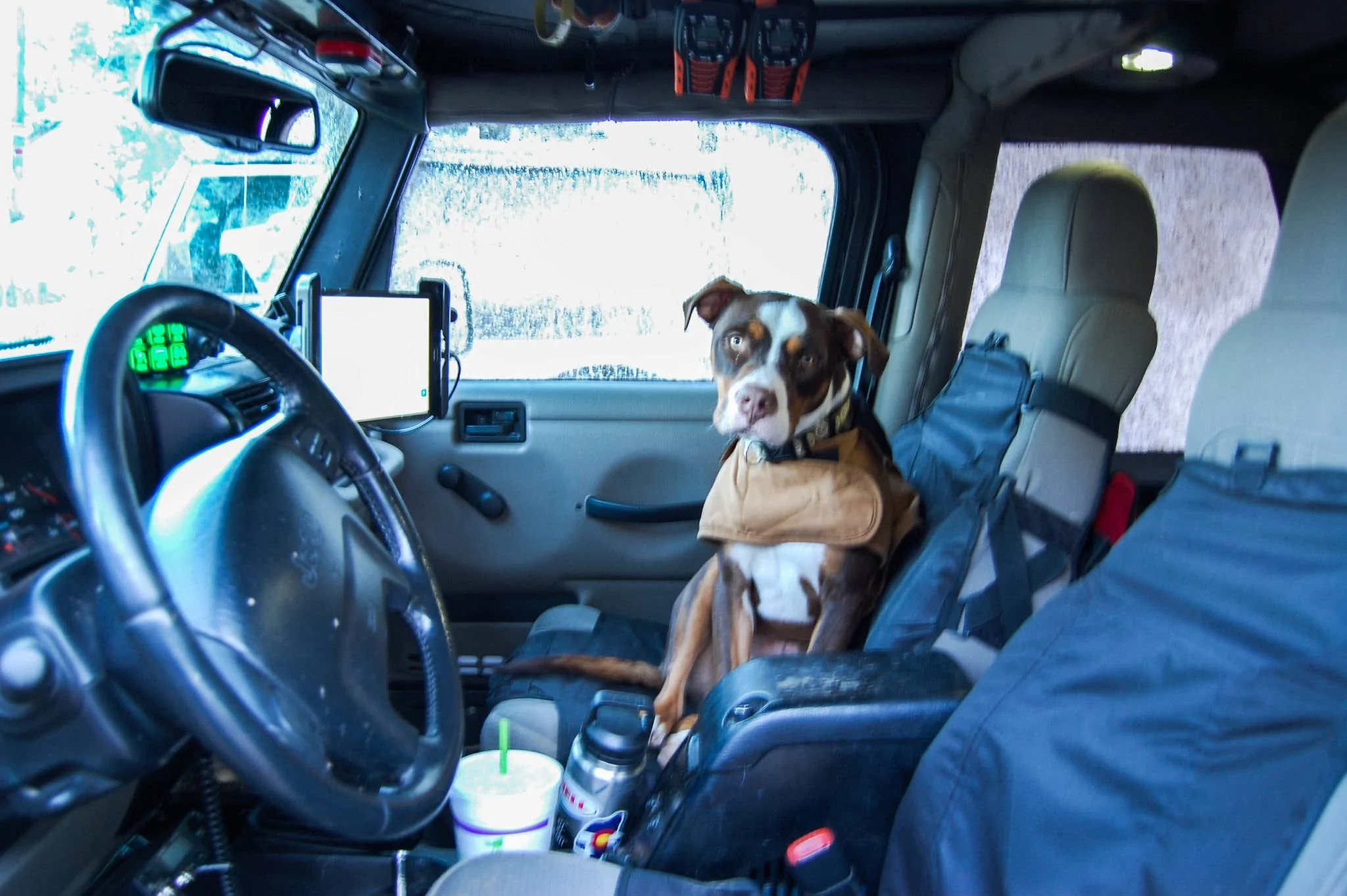 Jeep Wrangler JL Jeep Dog pics 2022-02-24_08-08-50
