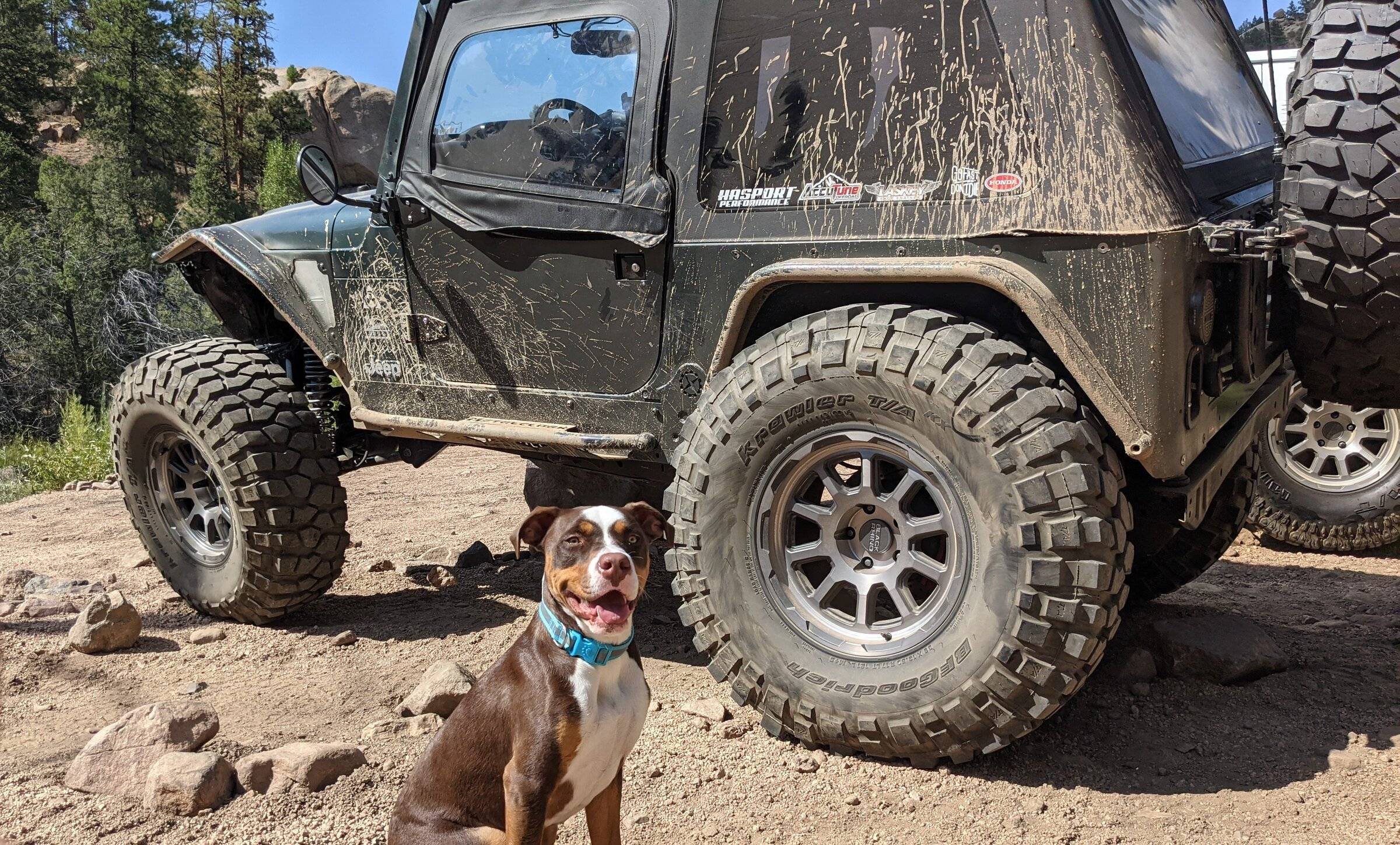 Jeep Wrangler JL Jeep Dog pics PXL_20210906_204214759