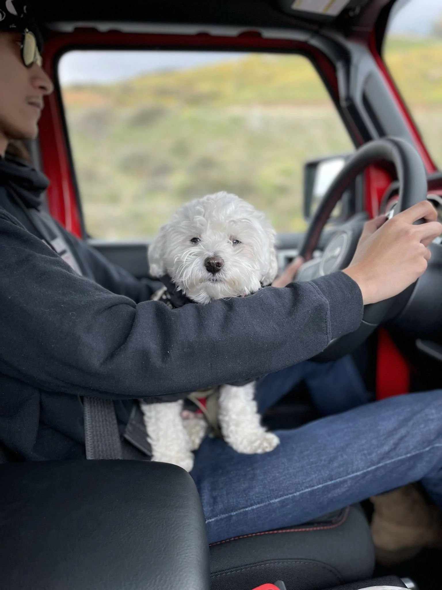 Jeep Wrangler JL Jeep Dog pics CF8B14BD-E3A6-4534-833D-8DBED7CECC2E
