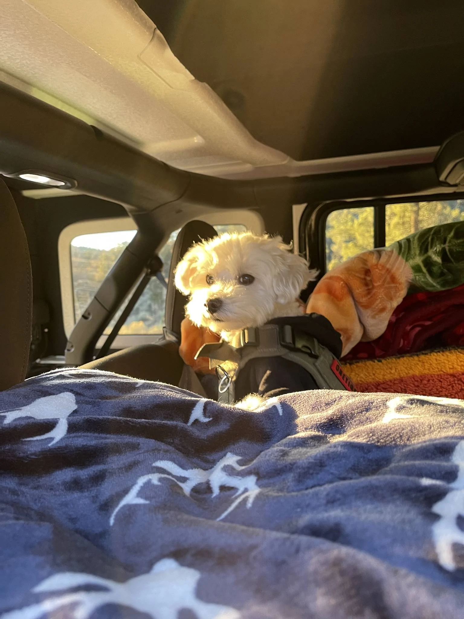 Jeep Wrangler JL Jeep Dog pics 7C0B2148-A728-4C0B-98D9-09563F357997