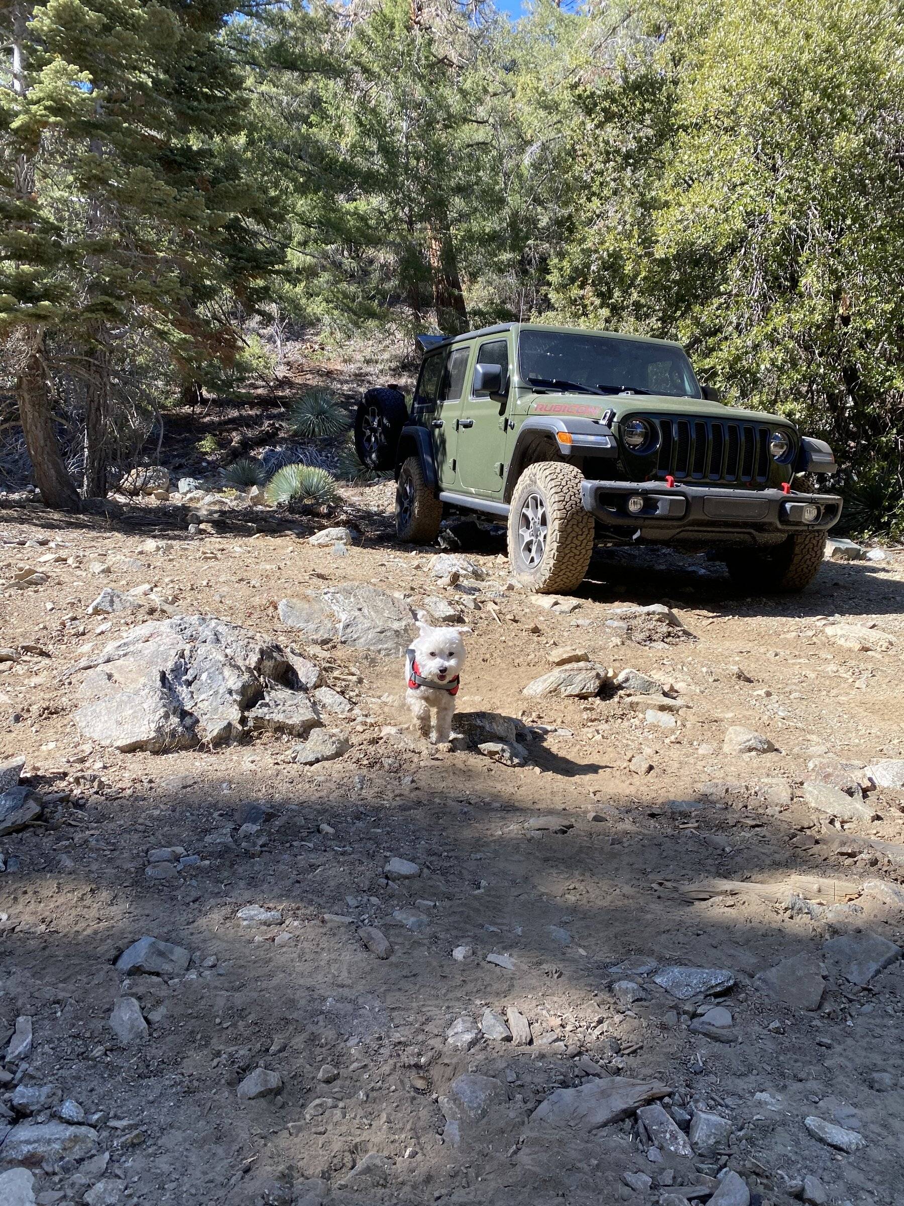 Jeep Wrangler JL Jeep Dog pics B9F36343-5F6F-4BBD-9F3C-6406E78F9DF1