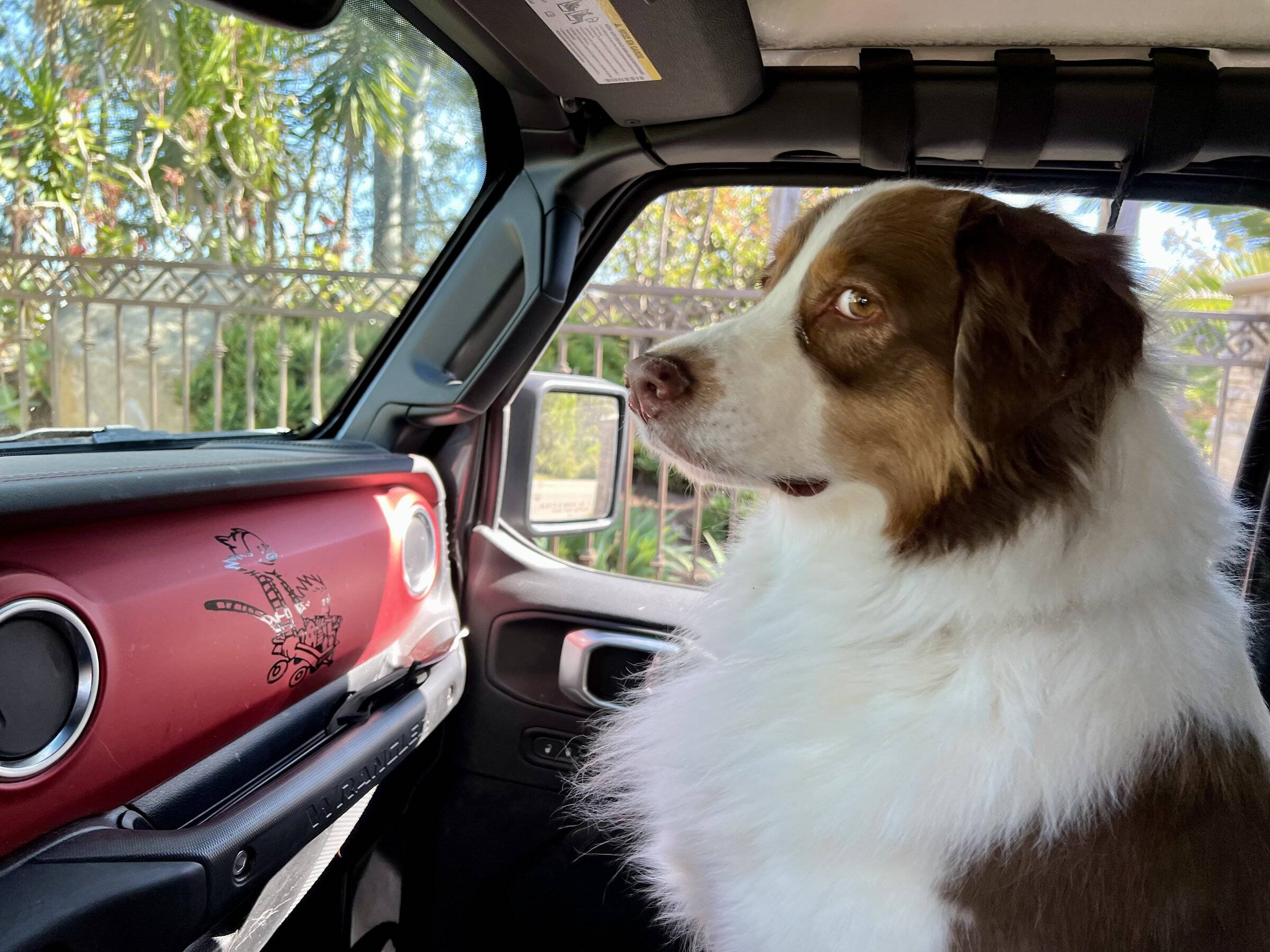 Jeep Wrangler JL Jeep Dog pics IMG_0763