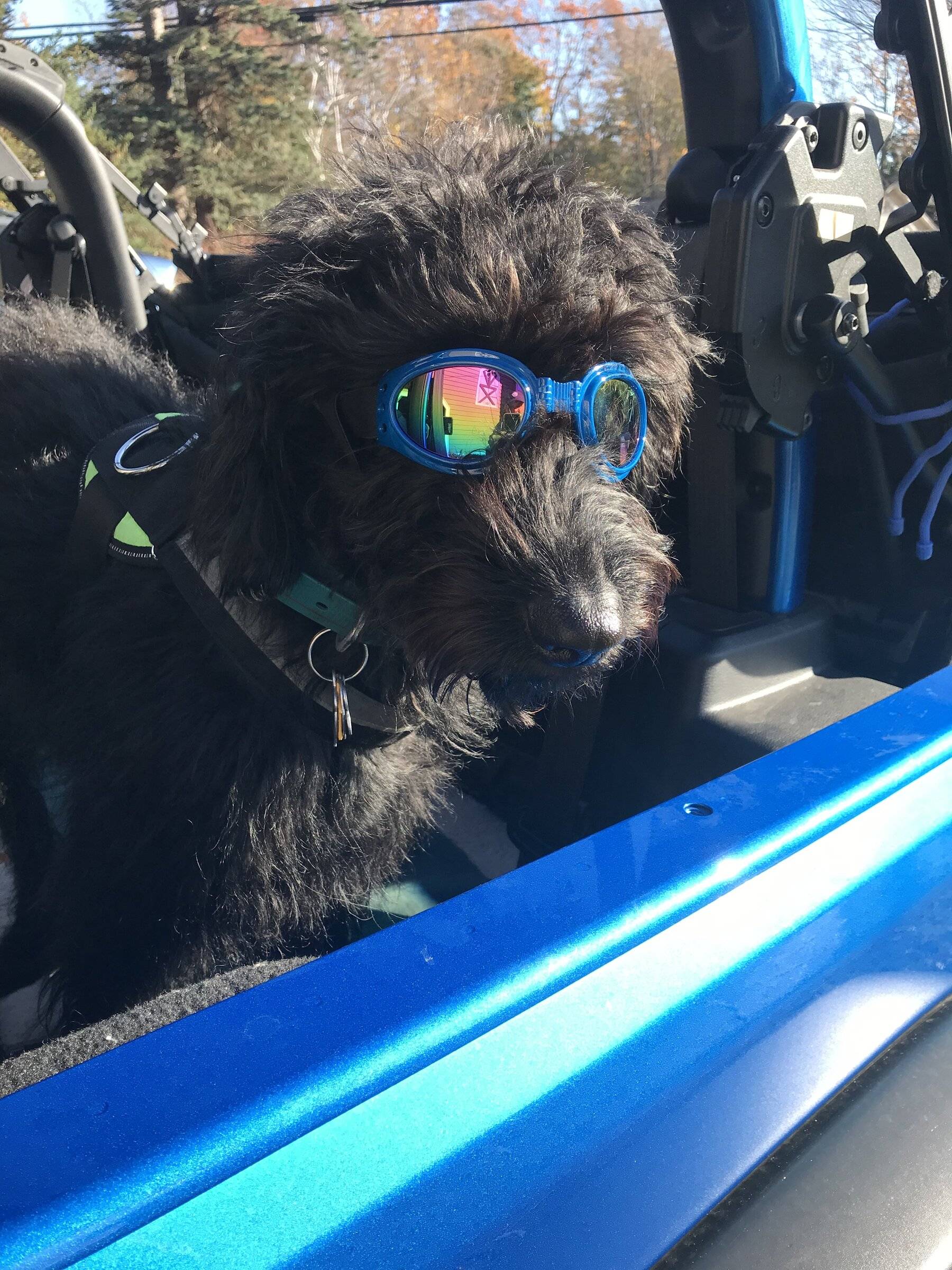 Jeep Wrangler JL Jeep Dog pics CDAB4816-A3DA-4E69-B54B-615E3EDDF9DE