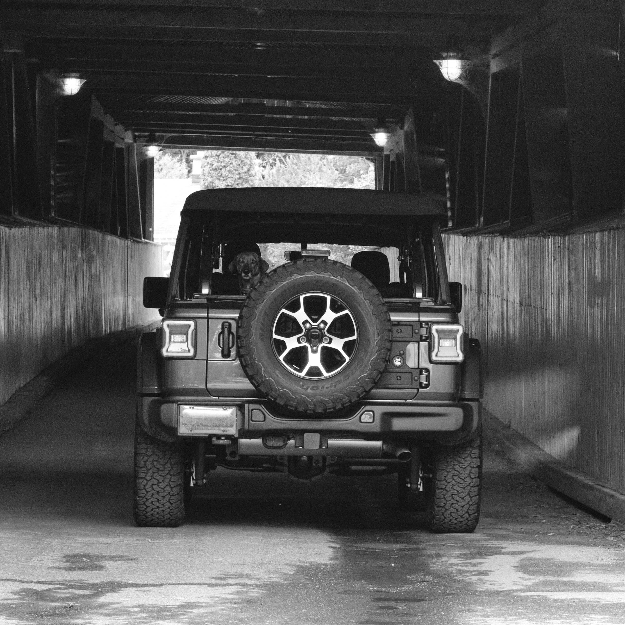 Jeep Wrangler JL Jeep Dog pics D688363F-3D22-4AB2-8593-1654A2E8CA86