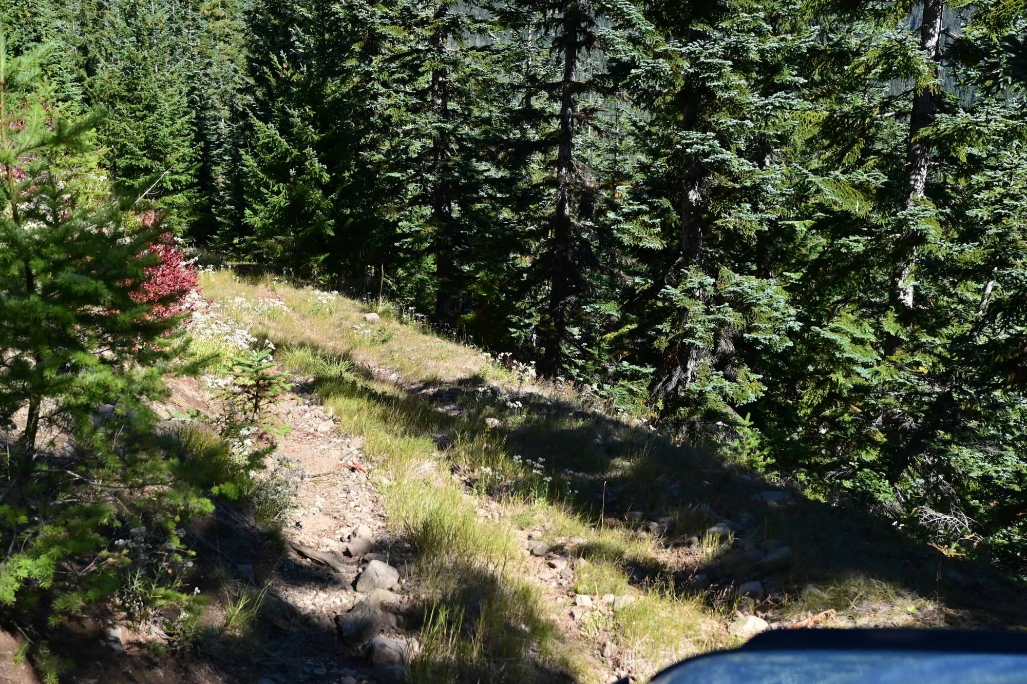 Jeep Wrangler JL Bushwhacking/Driving Off-Trail DSC_7838