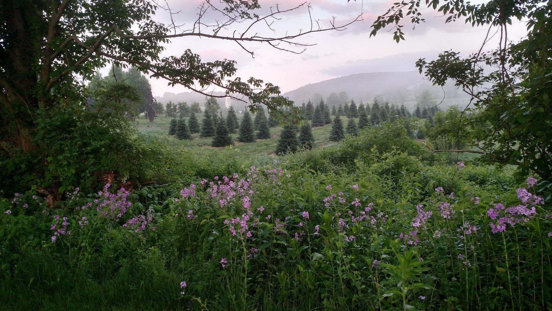 IMG_20180605_051843586_HDR.jpg