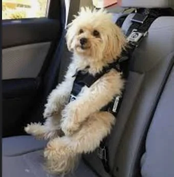 Jeep Wrangler JL Dog Harness or Tether Recommendations F11CD79F-4BCE-489F-8A52-025CB9399EE9