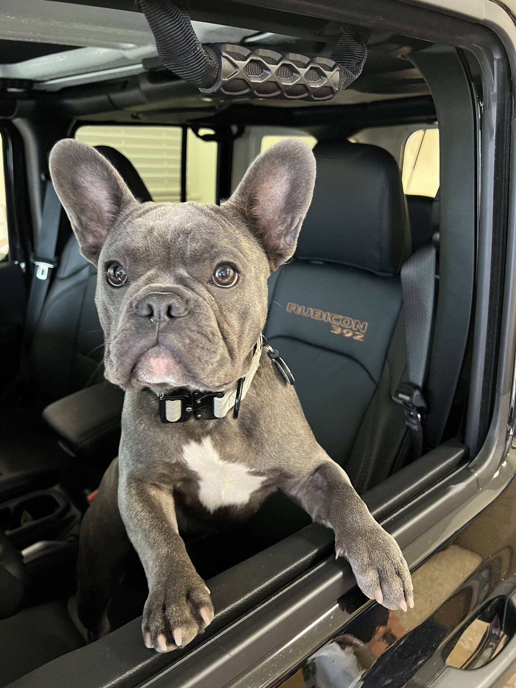 Jeep Wrangler JL Jeep Dog pics A18B0879-0CB3-4A20-960A-0C61C34988B4