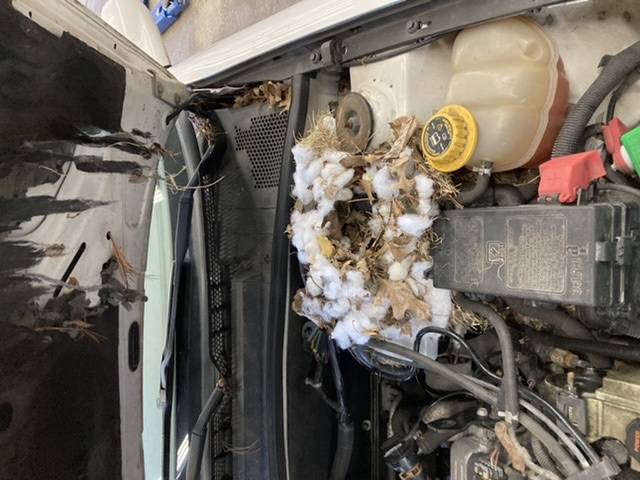 Jeep Wrangler JL wth, I hate squirrels.. 96A19F16-B409-4BFB-904C-6B4084AD3D34