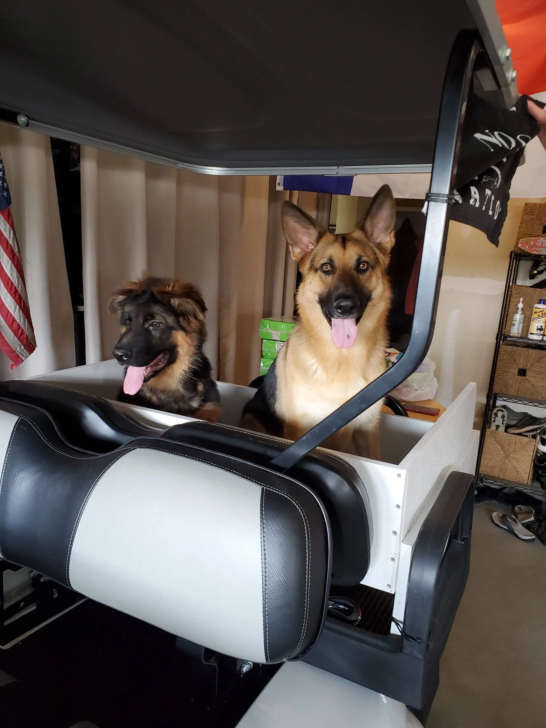 Jeep Wrangler JL Jeep Dog pics Dogs 8-10-21