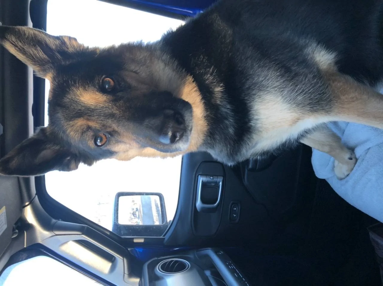 Jeep Wrangler JL Jeep Dog pics 749FB32E-348B-434B-B003-97C981B9707D