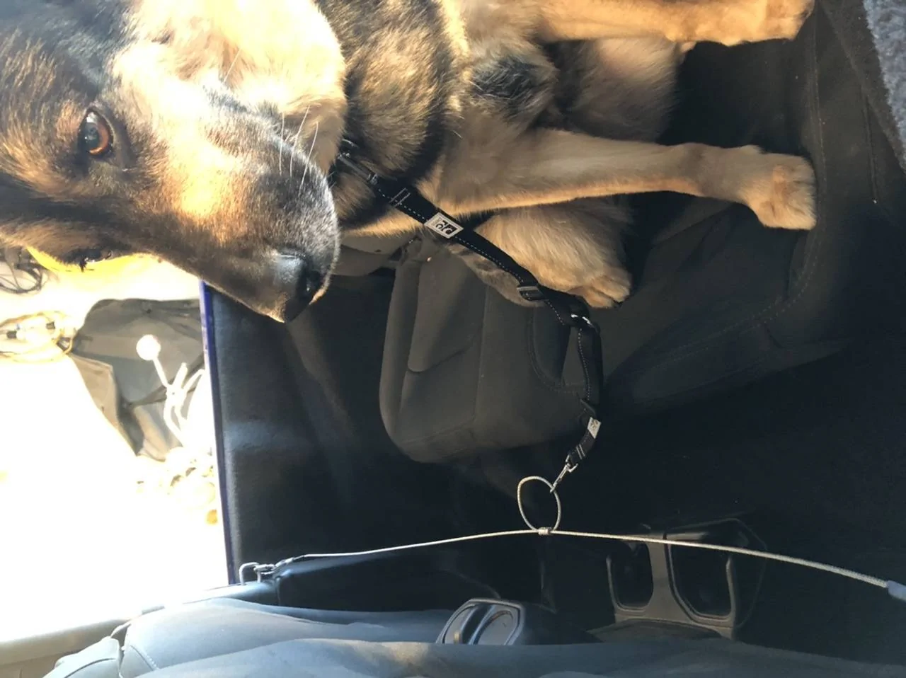 Jeep Wrangler JL Jeep Dog pics 2DA198E9-28D0-463C-AE49-628468D54A4B