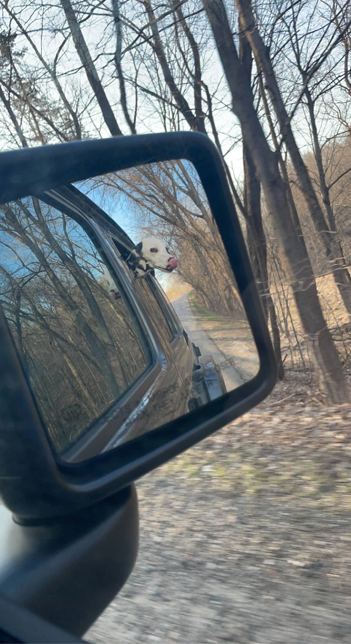 Jeep Wrangler JL Jeep Dog pics Unknown