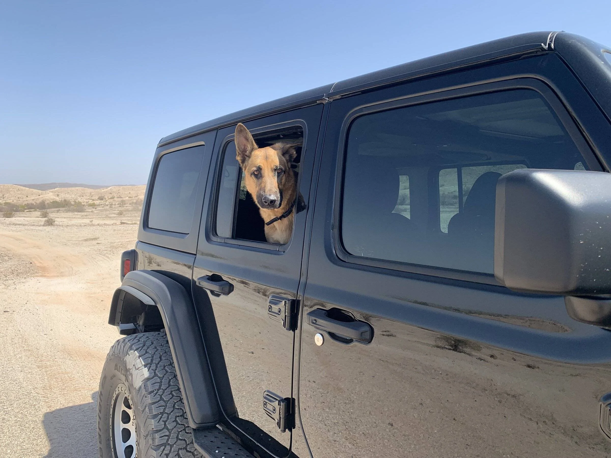 Jeep Wrangler JL Jeep Dog pics IMG_4473