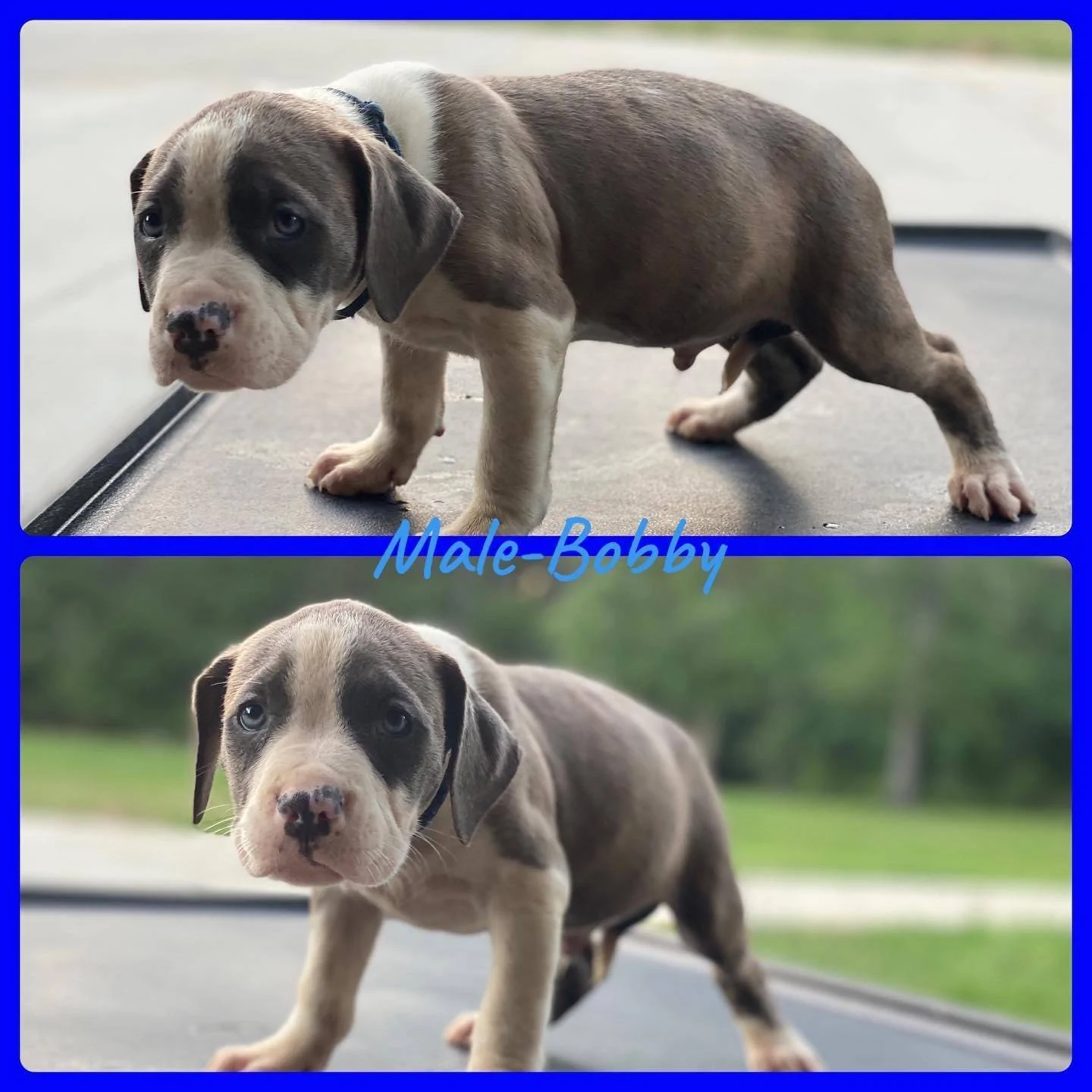 Jeep Wrangler JL Jeep puppies 6644574D-08C1-4D0D-AA1F-D0F707F23474