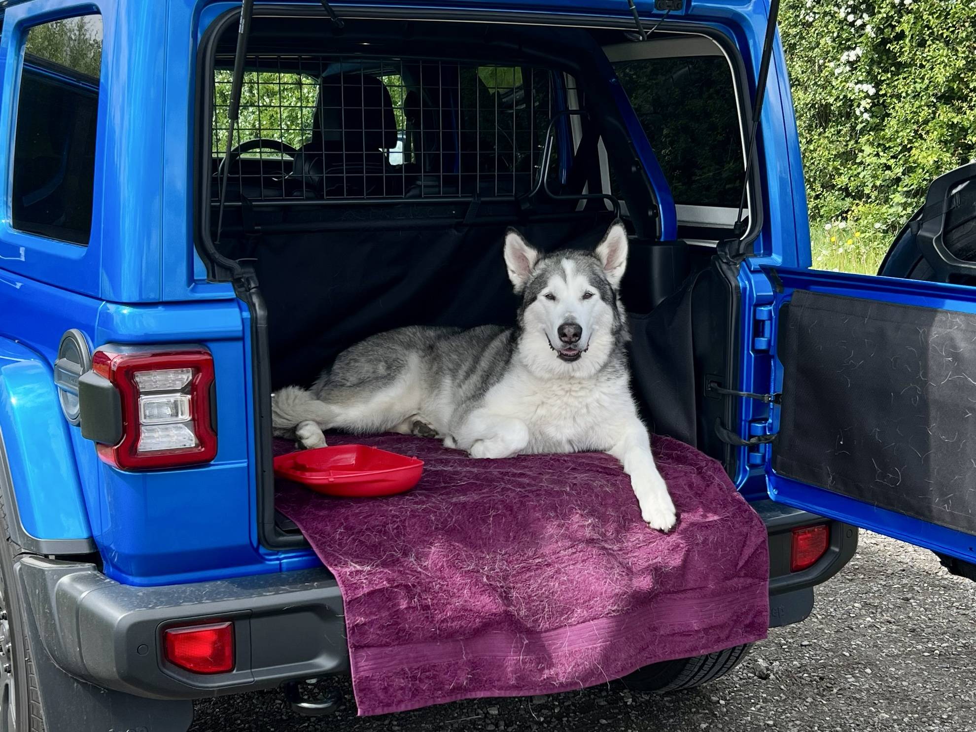 Jeep Wrangler JL Jeep Dog pics E2067663-D823-4B5B-BFE0-94B3C8B1DE45