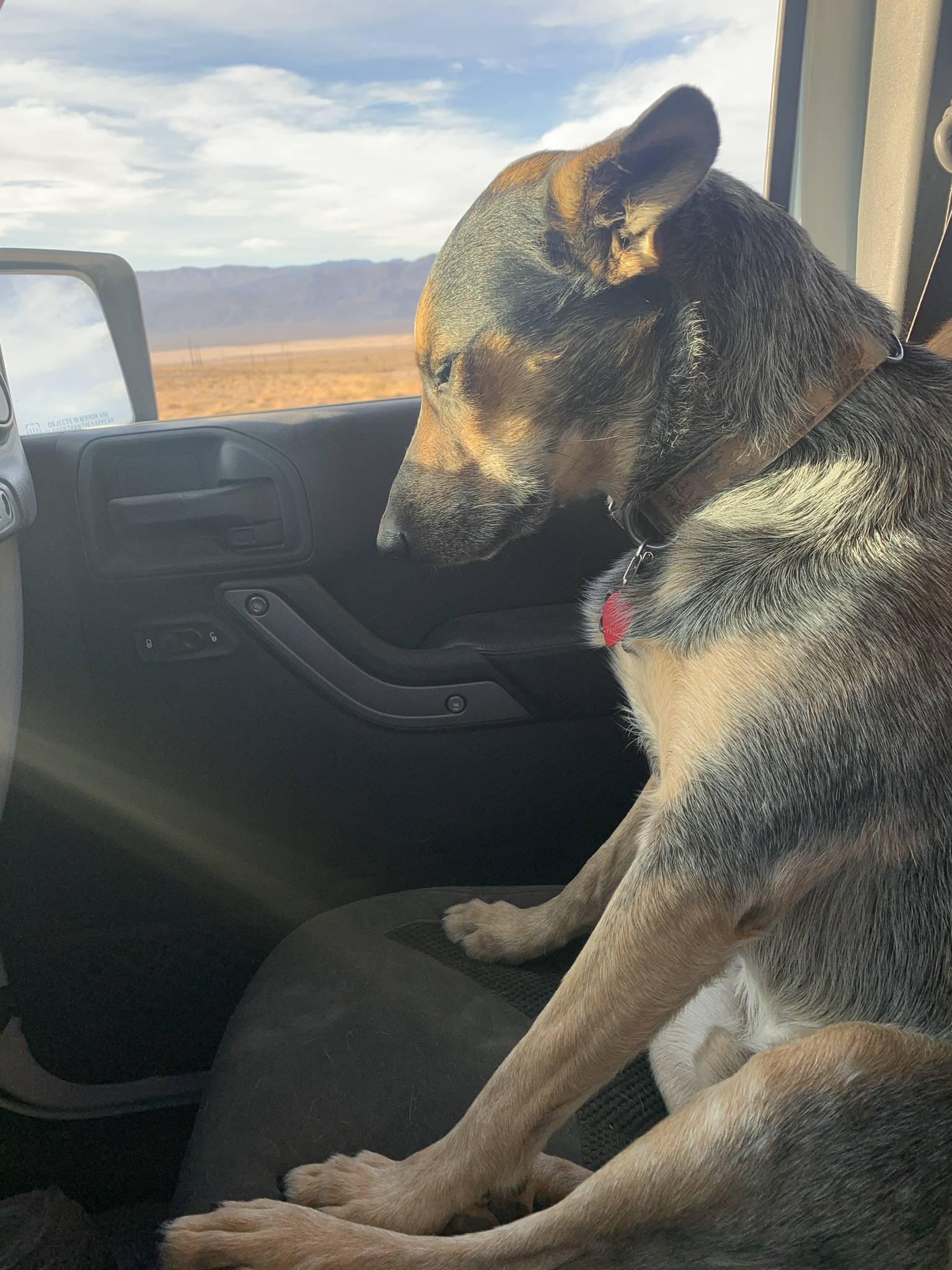 Jeep Wrangler JL Jeep Dog pics 3F5577FE-3515-4A17-BFFF-3784AFB47BDE