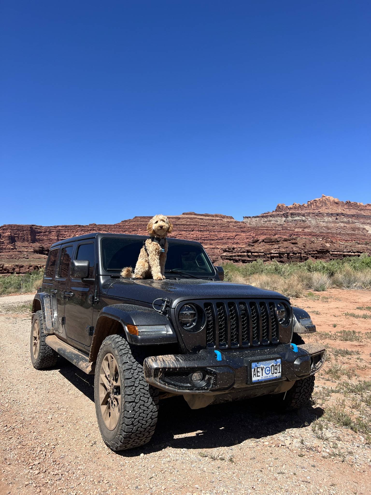 Jeep Wrangler JL Jeep Dog pics CB8932DE-9815-4C76-AB6F-2A89051E9FF3