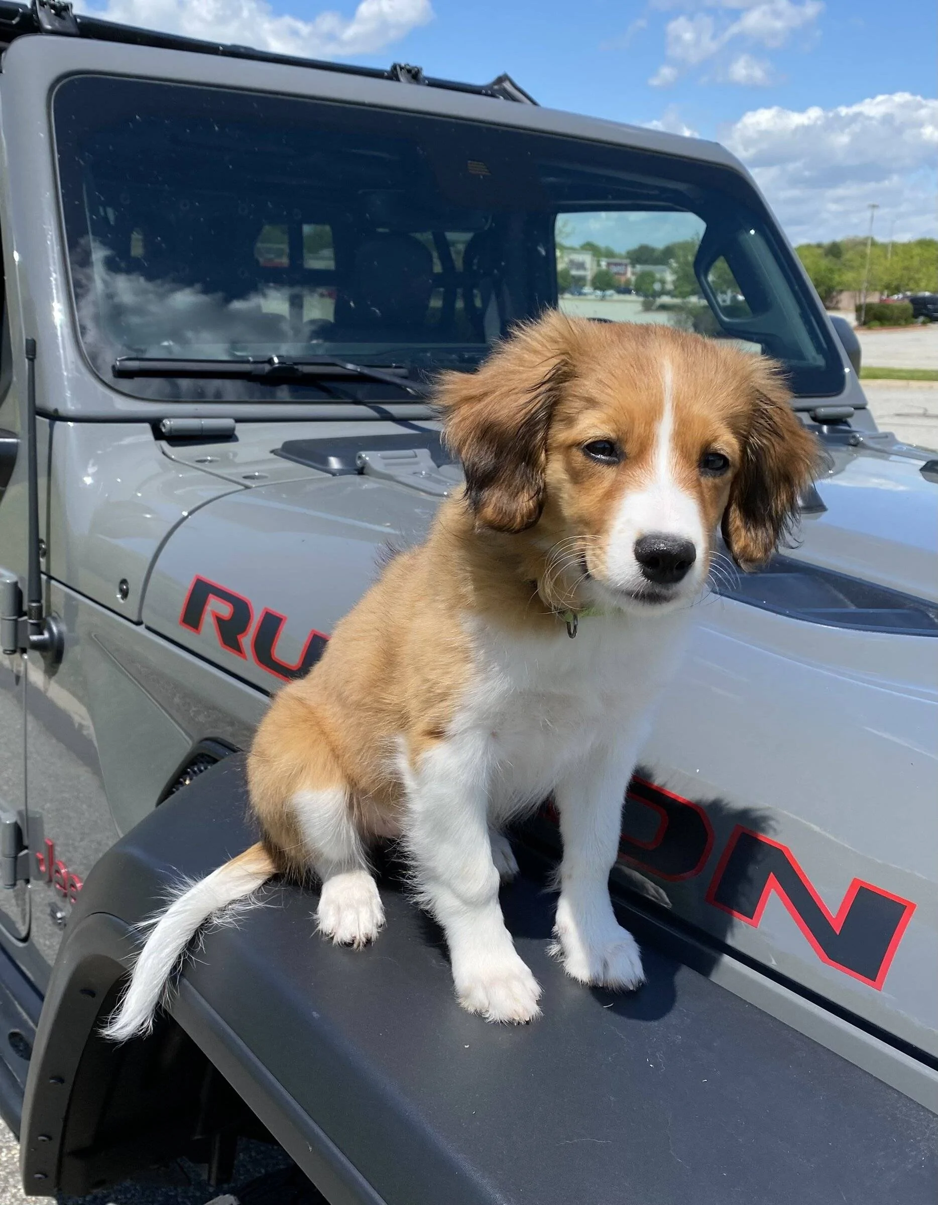 Jeep Wrangler JL Jeep Dog pics IMG_3105