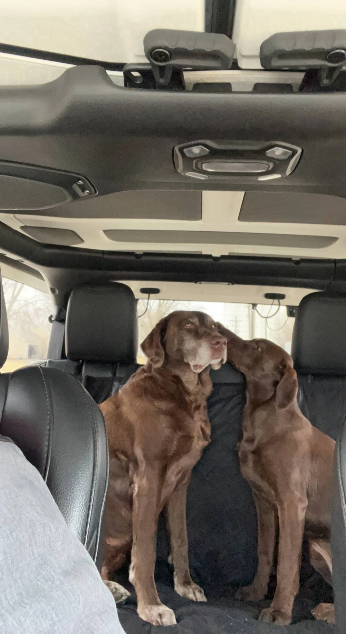 Jeep Wrangler JL Jeep Dog pics IMG_4858